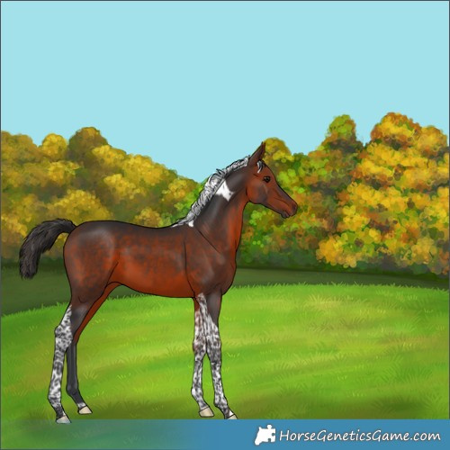 Horse Color:Bay Tobiano 
