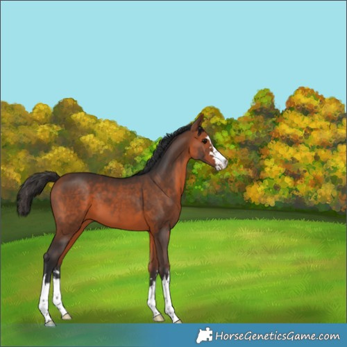 Horse Color:Bay 
