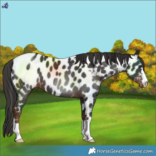 Horse Color:Liver Chestnut Near Leopard 
