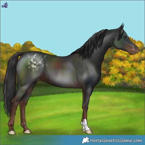 Horse Color:Liver Chestnut Varnish 