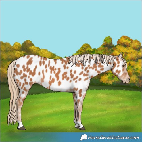 Horse Color:Chestnut Appaloosa 