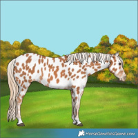 Horse Color:Chestnut Near Leopard 