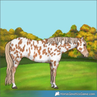 Horse Color:Chestnut Appaloosa