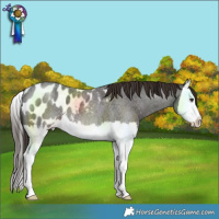 Horse Color:Liver Red Roan Splash Blanket 