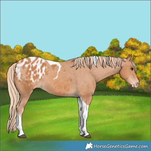 Horse Color:Chestnut Tobiano Appaloosa 