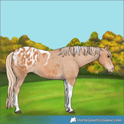 Horse Color:Chestnut Tobiano Appaloosa 