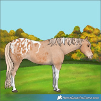 Horse Color:Chestnut Tobiano Blanket 