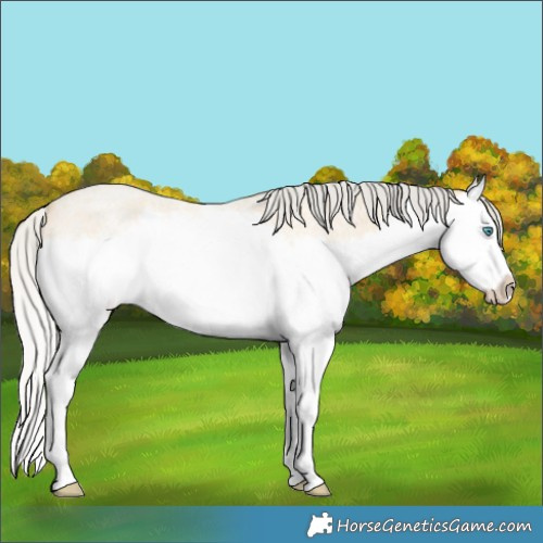 Horse Color:Silver Buckskin Roan Splash Rabicano 