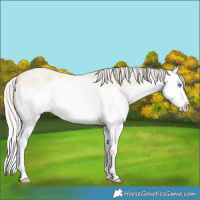 Horse Color:Silver Buckskin Roan Splash Rabicano 