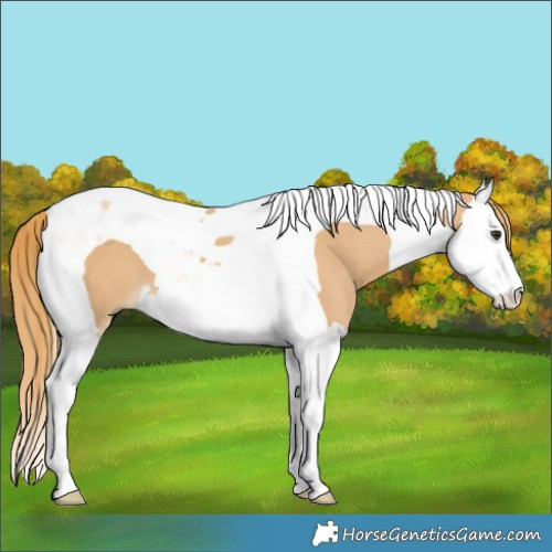 Horse Color:Red Dun Splash Tobiano 