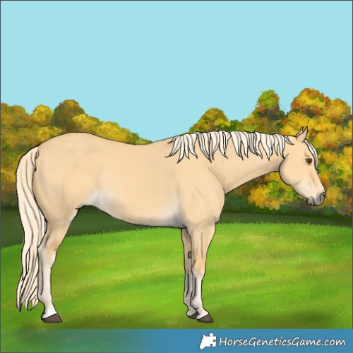 Horse Color:Palomino Dun Rabicano 