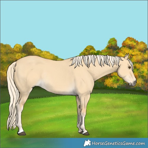 Horse Color:Palomino Dun Rabicano 