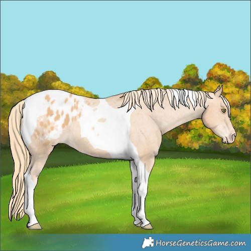Horse Color:Gold Champagne Tobiano Appaloosa 
