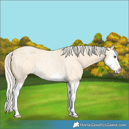 Horse Color:Silver Buckskin Roan Dun Splash Rabicano 