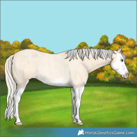 Horse Color:Silver Buckskin Roan Dun Splash Rabicano 