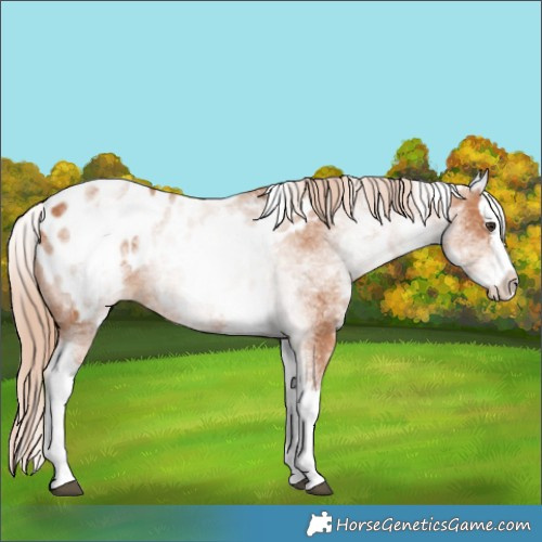 Horse Color:White Spotted Chestnut Splash Appaloosa 