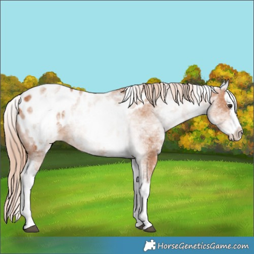 Horse Color:White Spotted Chestnut Splash Appaloosa 