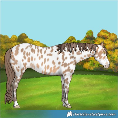 Horse Color:Amber Champagne Appaloosa 