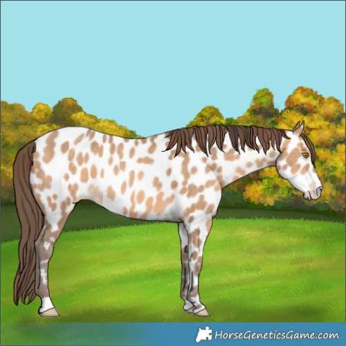 Horse Color:Amber Champagne Appaloosa 