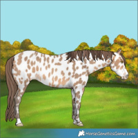 Horse Color:Amber Champagne Appaloosa 