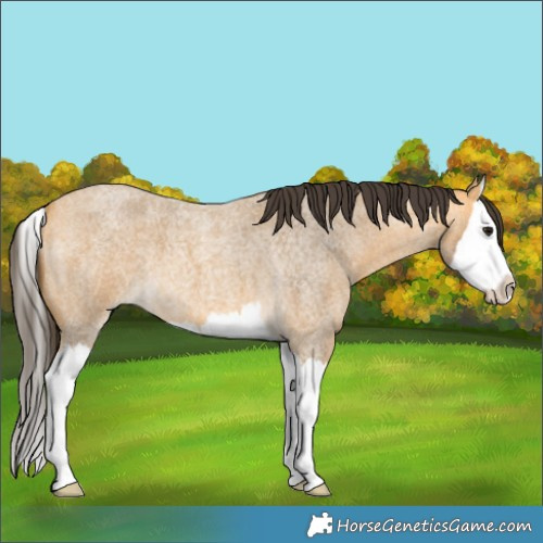 Horse Color:Buckskin Roan Splash 