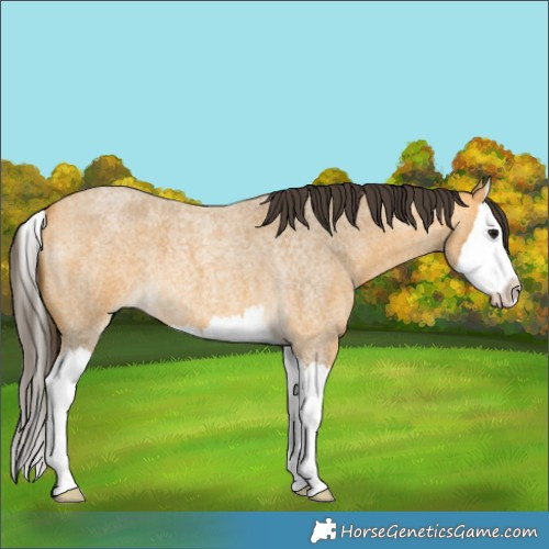 Horse Color:Buckskin Roan Splash 