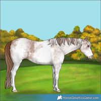 Horse Color:White Spotted Chestnut Sabino