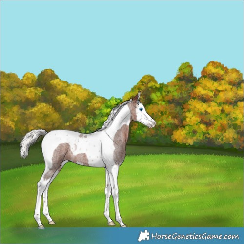 Horse Color:Silver Brown Roan Splash Tobiano 