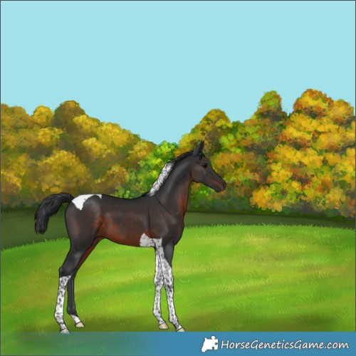 Horse Color:Brown Tobiano 