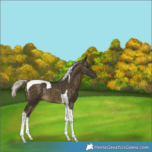 Horse Color:Silver Buckskin Tobiano Rabicano 