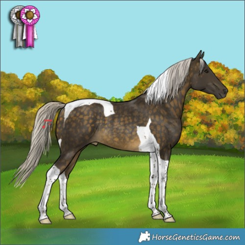 Horse Color:Silver Buckskin Tobiano Rabicano 