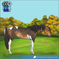 Horse Color:Buckskin Tobiano Rabicano