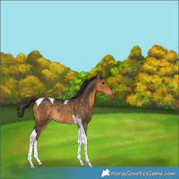 Horse Color:Buckskin Tobiano Rabicano 