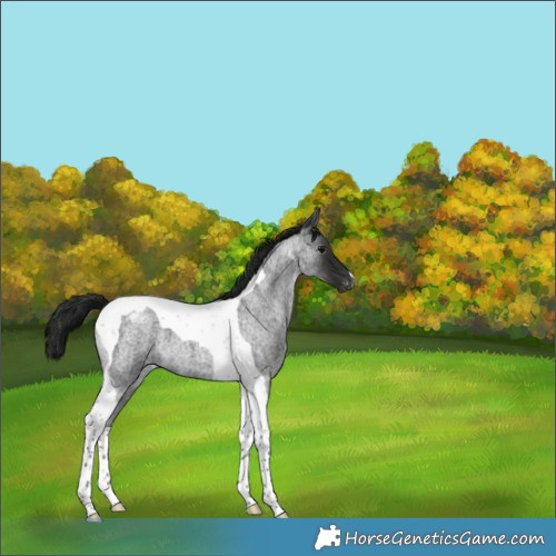 Horse Color:Gray Blue Roan Tobiano Appaloosa 
