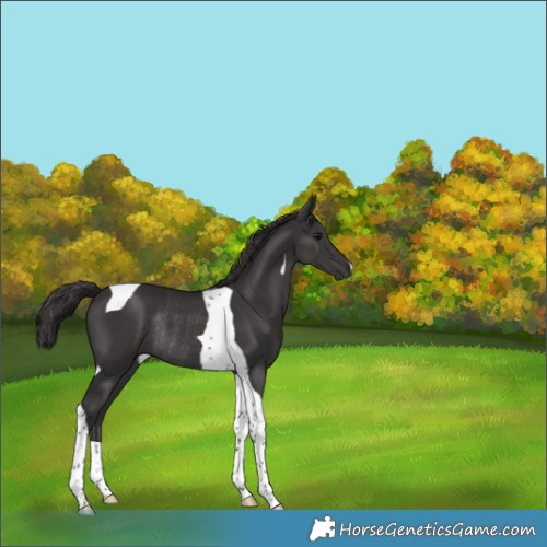 Horse Color:Smoky Black Tobiano Rabicano 