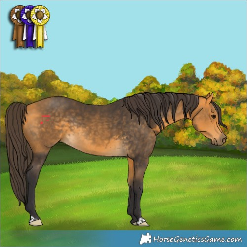 Horse Color:Buckskin Rabicano 