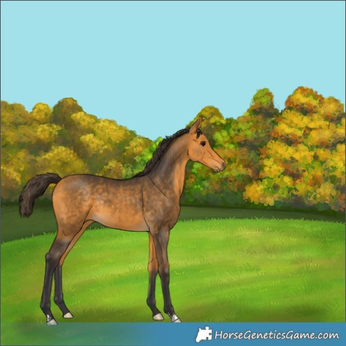 Horse Color:Buckskin Rabicano 