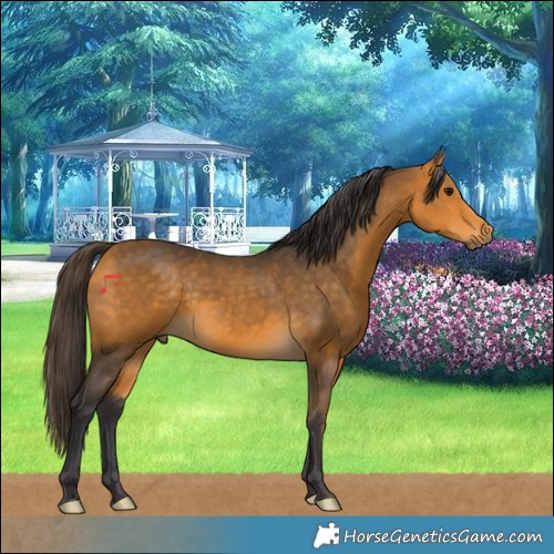 Horse Color:Buckskin 