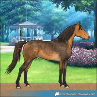 Horse Color:Buckskin 