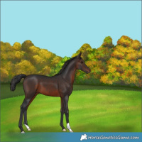 Horse Color:Brown 