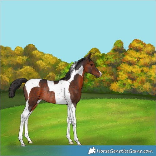 Horse Color:Brown Tobiano Rabicano 