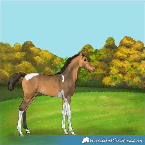 Horse Color:Buckskin Tobiano 