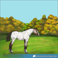 Horse Color:Liver Red Dun Sabino Splash Appaloosa  and Liver Red Dun Sabino Splash Appaloosa 