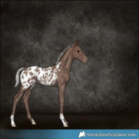 Horse Color:Silver Black Appaloosa Rabicano 