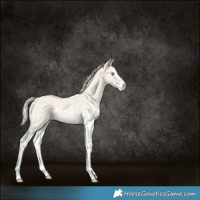 Horse Color:Silver Perlino Sabino Rabicano 