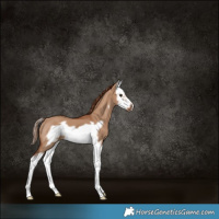 Horse Color:Red Dun Splash Frame 