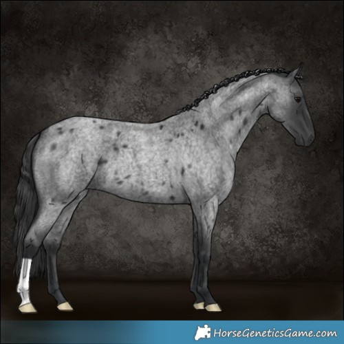Horse Color:Blue Roan 