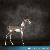 Horse Color:White Spotted Brown Dun Frame Rabicano 