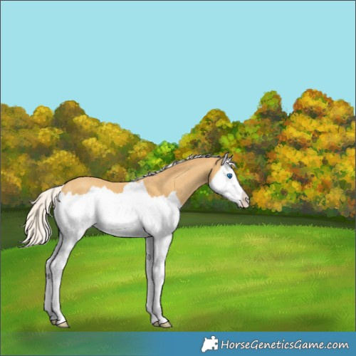 Horse Color:Silver Classic Cream Champagne Splash