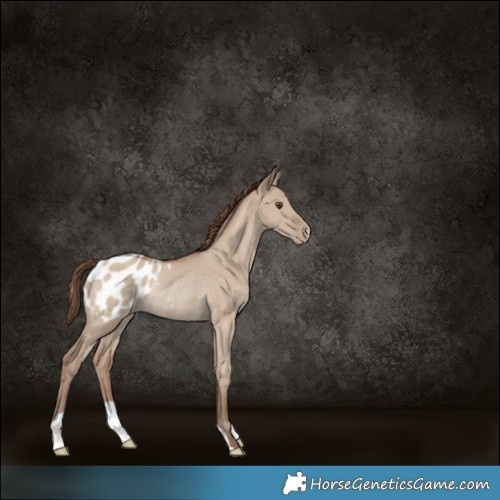 Horse Color:Classic Champagne Dun Appaloosa Rabicano 